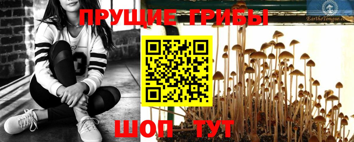 Галлюциногенные грибы Psilocybe Узловая
